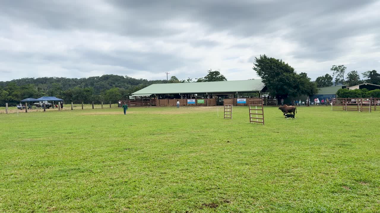 A Border Collie skillfully herds cattle across a grassy field under overcast skies, showcasing agility and teamwork