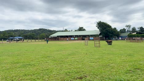 a border collie skillfully herds cattle across a grassy field under overcast skies, showcasing agility and teamwork
