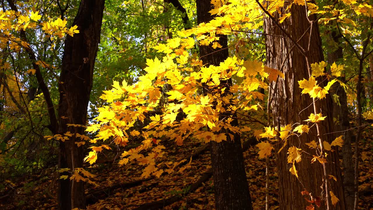 Close-up of colorful autumn leaves showing vibrant fall detail blowing the the wind