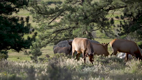 Heard-of-elk-grazing-in-forest