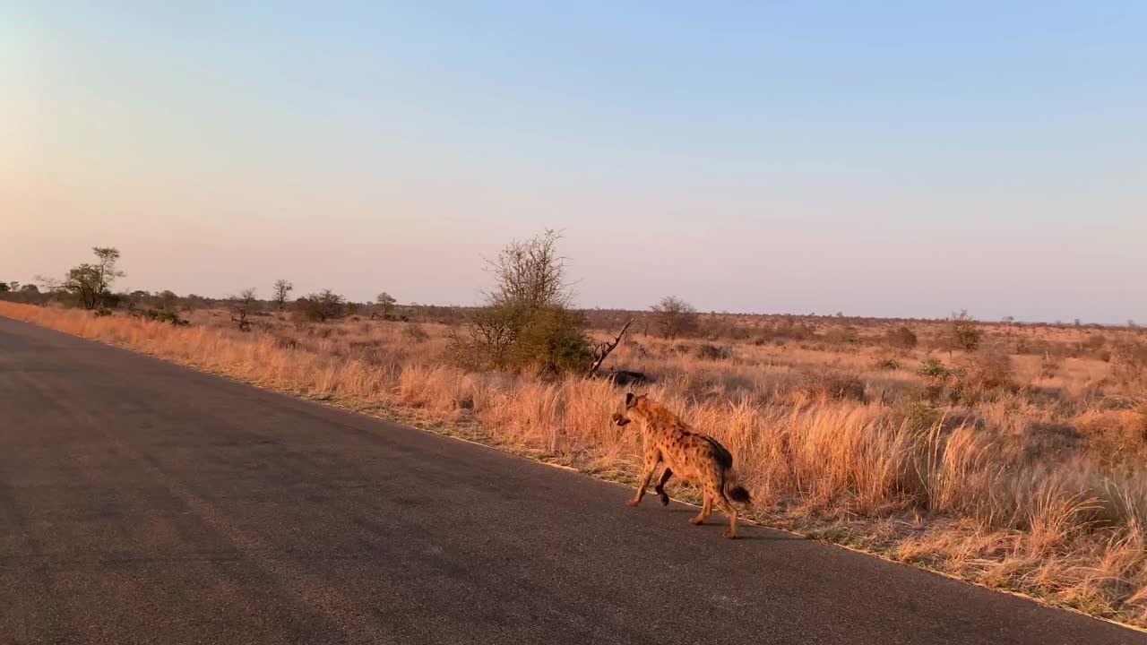 Inquadratura ampia di una iena maculata che corre su una strada asfaltata nella luce dorata del mattino nel Parco Nazionale Kruger