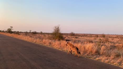 Breite-Aufnahme-Einer-Gefleckten-Hyäne,-Die-Im-Goldenen-Morgenlicht-Im-Krüger-Nationalpark-Auf-Der-Teerstraße-Läuft