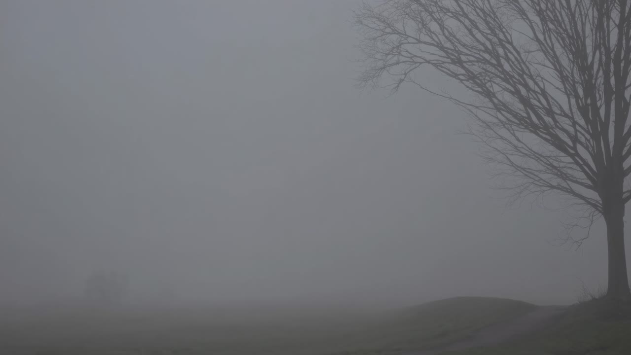 Fog envelops a serene countryside landscape at dawn, with the silhouette of bare tree branches adding a touch of mystery to the misty scene