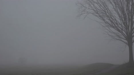 fog envelops a serene countryside landscape at dawn, with the silhouette of bare tree branches adding a touch of mystery to the misty scene