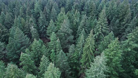 a drone glides over a deep, lush forest, revealing a dense canopy of vibrant green treetops. the thick foliage stretches endlessly, creating a rich, textured view with no sky in sight.