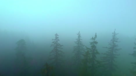 aerial drone forward moving shot over dense forest covered with thick fog at sunrise