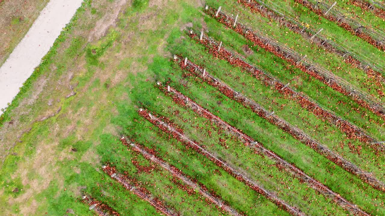 Drone footage captures vibrant vineyard rows in Cromwell, New Zealand. Bright lighting highlights the lush green and red hues