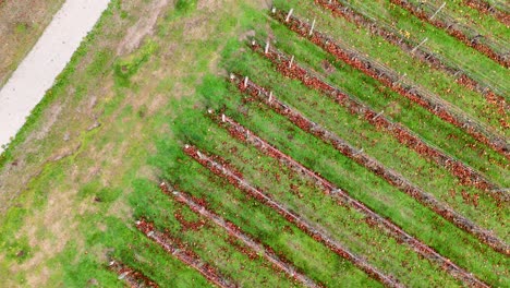 drone footage captures vibrant vineyard rows in cromwell, new zealand. bright lighting highlights the lush green and red hues