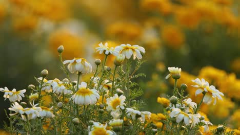 flowers yellow white on a winter morning