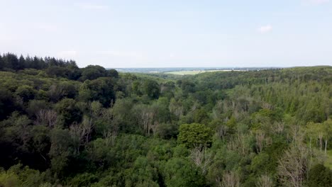 4k drone video flying over the top of a dense forest in kent, uk