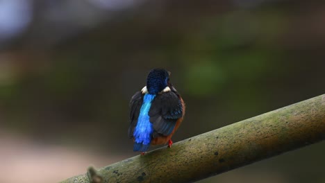 seen looking forward as seen from its backside while perched on a big bamboo positioned over a stream