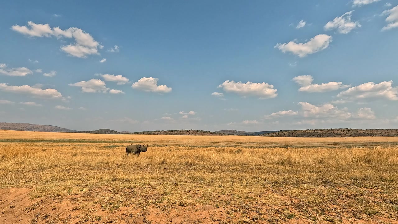 Oplettende zwarte neushoorn staat in open gouden gras savannevlaktes van Afrika.