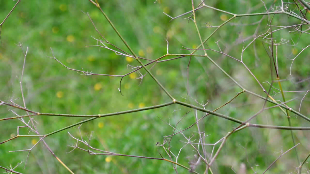 Some small branches in the foreground.