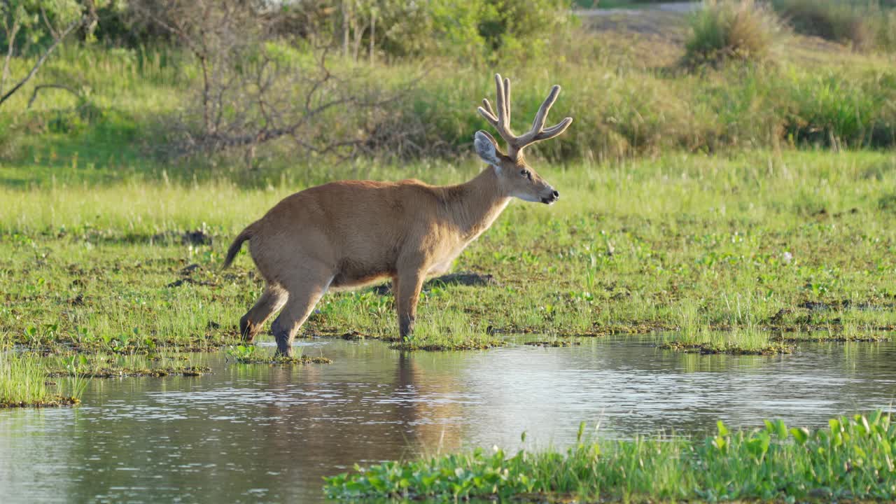 ciervos de pantano, blastocerus dichotomus con cuernos majestuosos, parados en el agua pantanosa ondulante bajo la hermosa luz del sol de la tarde y caminando lentamente en la región natural del pantanal, américa del sur