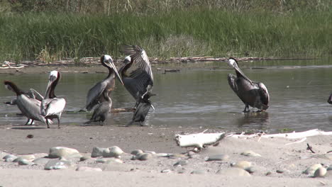 pelícanos marrones y cormoranes en el estuario del río ventura en surfers point beach en ventura california