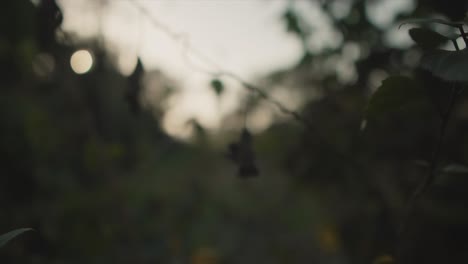 Slow-motion-backward-dolly-shot-of-a-dried-up-plant-in-the-garden-with-a-camera-movement-into-blur-during-a-sunset-in-nature