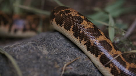 close up of breathing snake