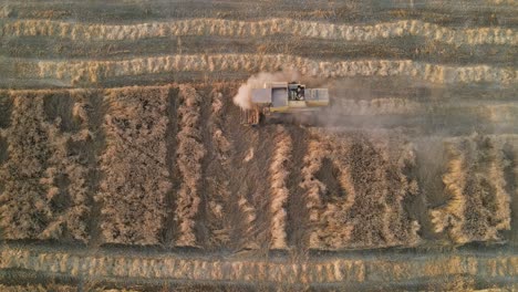 Drone-view-of-a-harvester-harvesting-wheat-in-a-field,-view-of-an-agricultural-field-in-Pakistan