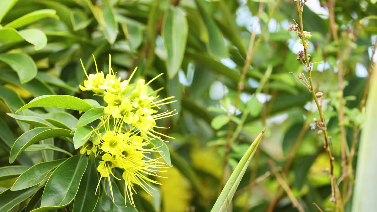 Bright yellow Xanthostemon flowers amidst lush green foliage, captured with dynamic camera movement in natural daylight
