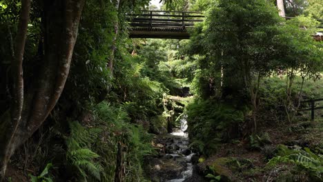 vegetación densa y río que fluye en el parque das frechas, agualva, terceira, azores en portugal