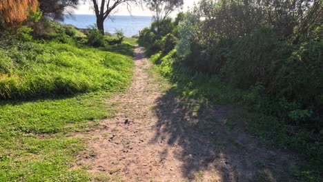 un sendero pintoresco que conduce a la playa