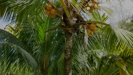 a shot moving around a coconut palm tree