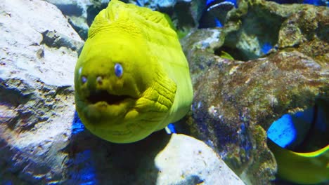 anguila moray amarilla grande junto a rocas en un acuario grande