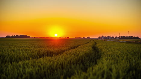 stunning sunset over a wheat field