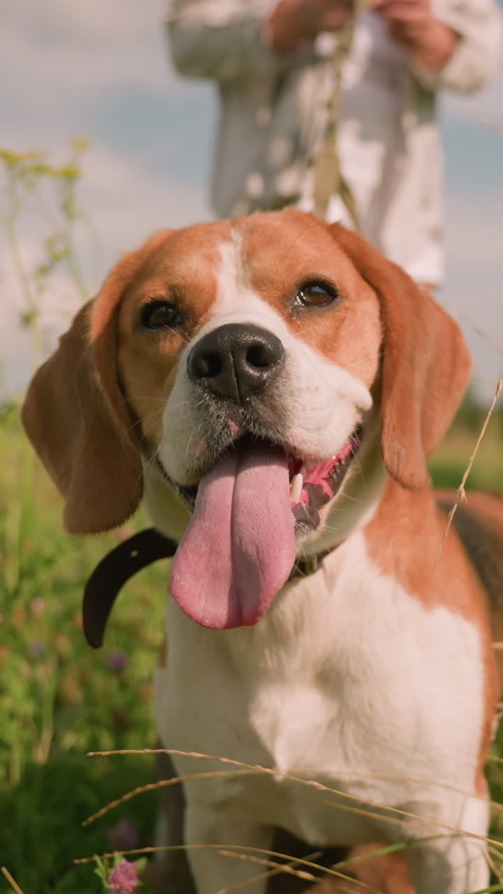 primer plano de un perro beagle sentado en un campo de hierba con la correa alrededor del cuello, la lengua afuera, mirando pensativo, mientras que el dueño sostiene la correa en el fondo ligeramente borroso, rodeado de flores silvestres