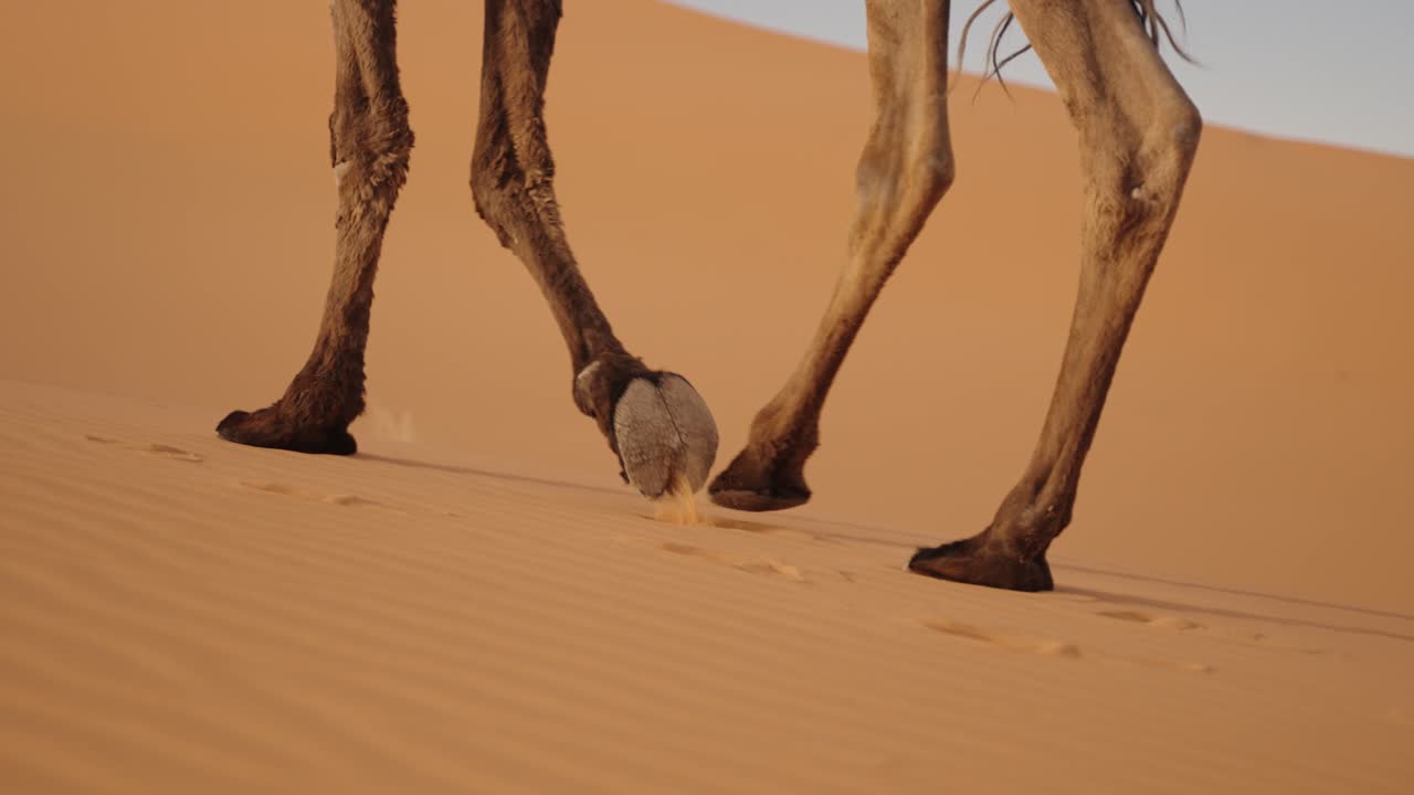 Close-up of dromedary legs stepping through golden Sahara desert sands Morocco