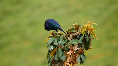 Cámara-Lenta:-Estornino-Brillante-Del-Cabo-Se-Acicala-Las-Plumas,-Salta-Entre-Las-Ramas-En-Lo-Alto-De-Un-árbol-Pequeño-Con-Hojas-Amarillas-Y-Mira-A-Su-Alrededor-Con-Curiosidad