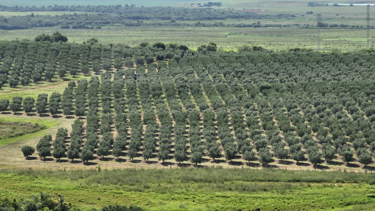 Filari di ulivi formano un motivo geometrico attraverso i terreni agricoli in una netta ripresa aerea introduttiva.