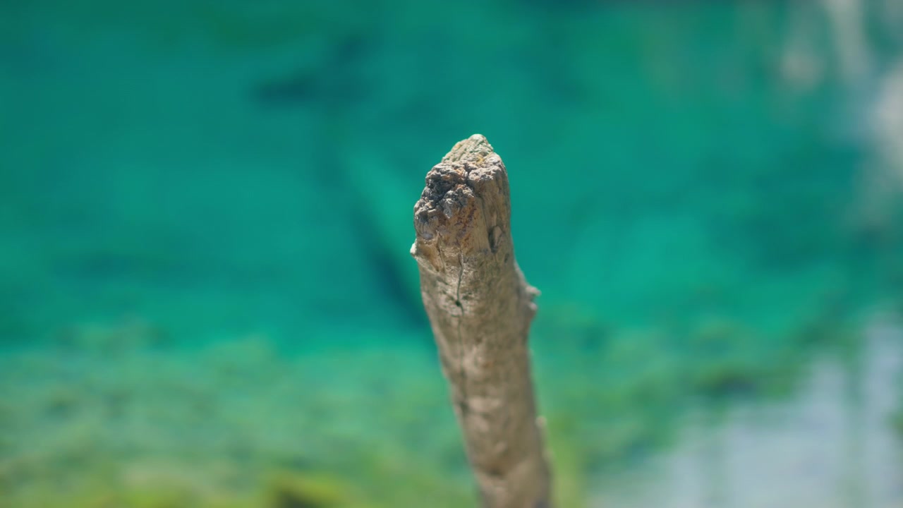 Vandoverflade, der reflekterer i en trægren nær det turkise vand i Grassi Lakes