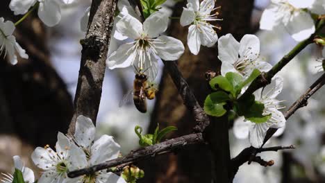 Slowmotion-of-bees-polinating-white-blossom-tree-in-the-spring-time