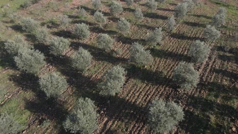 Vista-Aérea-De-Una-Nueva-Plantación-De-Olivos,-Drones-Volando-Sobre-Los-Olivos-Y-Cámara-Inclinada-Hacia-Abajo