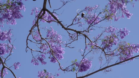 grafton jacaranda festival - purple flowers of jacaranda tree on a windy day. - closeup shot