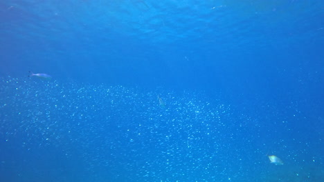 yellowfin tuna fish in the coral reef of the red sea of egypt , shot on 4k 100 fps