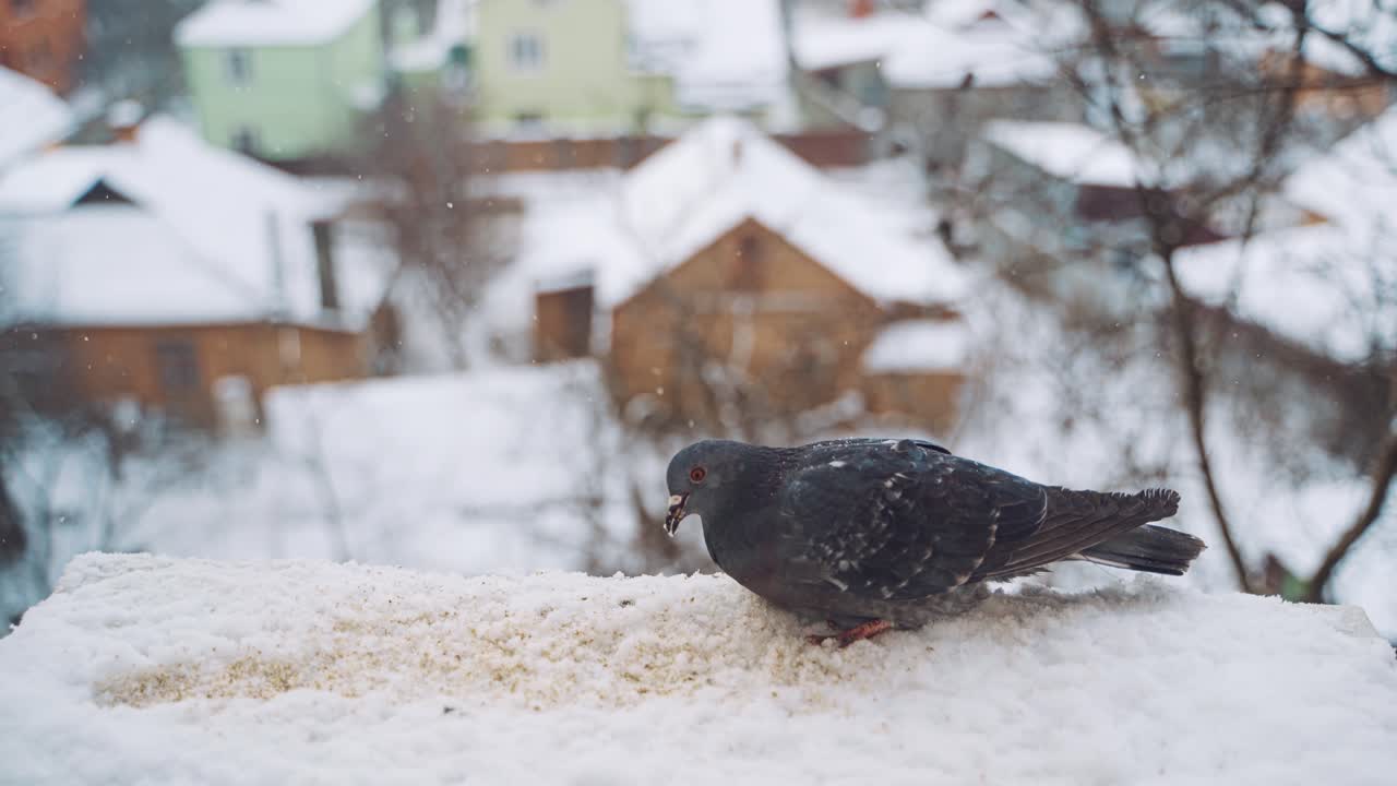 Gray pigeon dove sit on the snow on cold frosty day in winter. Dove eating food