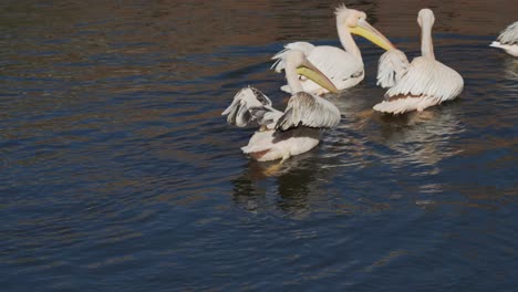 Familia-Pelícano-Secando-Sus-Alas-En-El-Viento-En-Un-Día-Soleado-Mientras-Nada-En-El-Agua