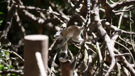 bebé lémur de cola anillada jugando en la selva de madagascar