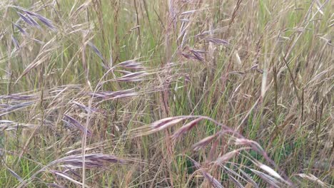 Grass-gently-blowing-grass-in-a-breeze,-green,-brown,-seed-pod