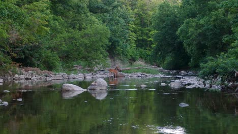 Wide-shot-of-wild-deer-in-nature-standing-on-shore-of-natural-river-with-trees-and-forest-in-background