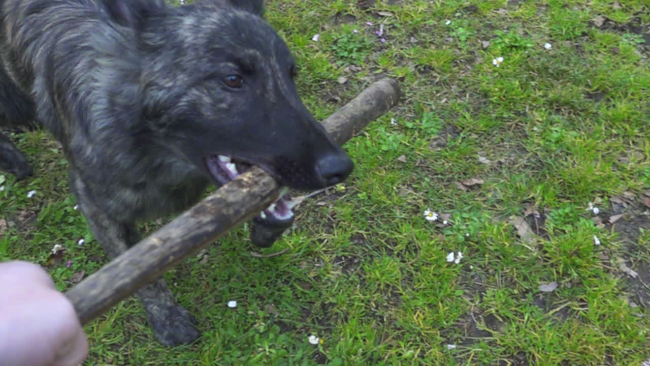 막대기 를 는 개 의 느린 촬영