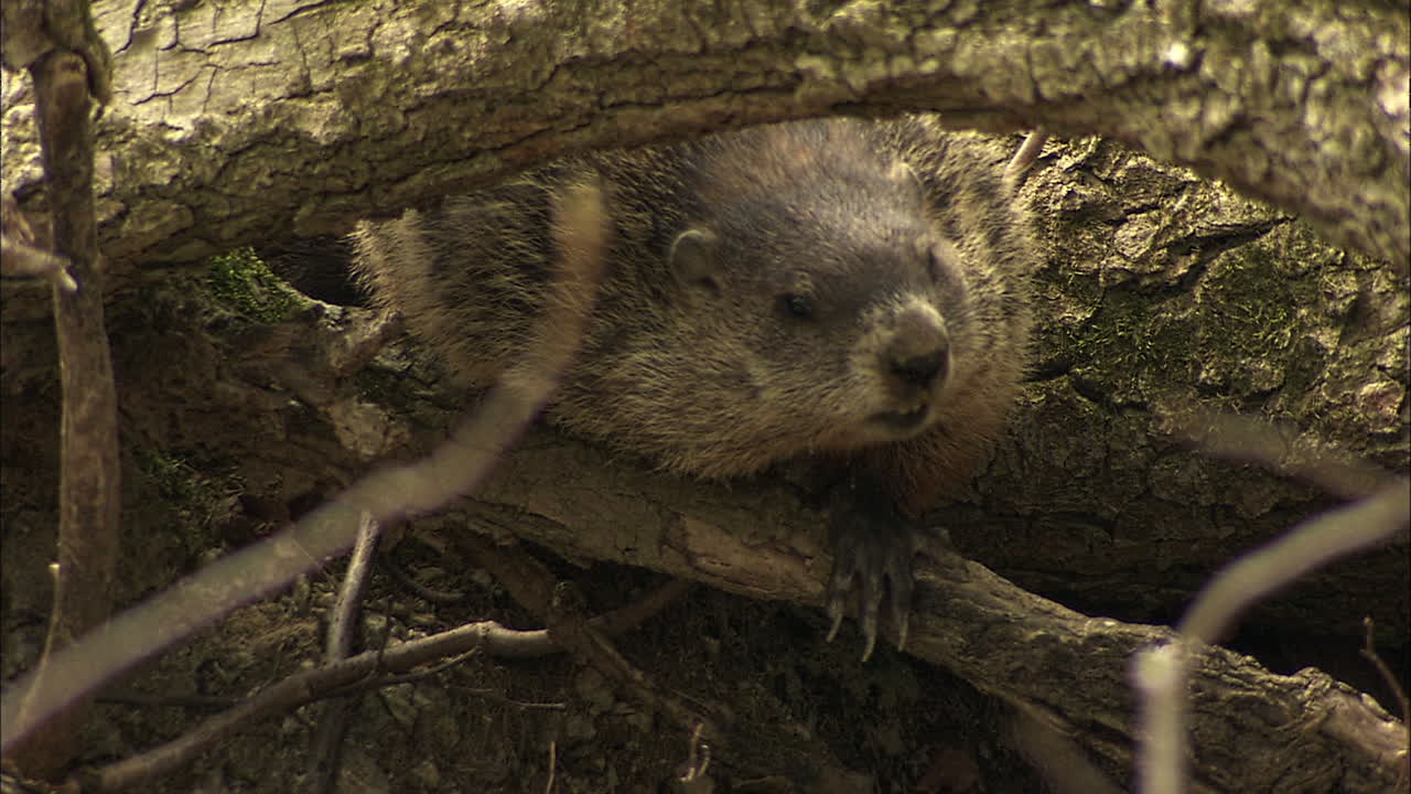 marmota escondida debajo de un árbol