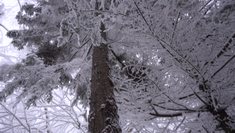 Dolly-Pan-Rodada-En-El-Maravilloso-Invierno-De-La-Montaña-Del-Este-De-Canadá