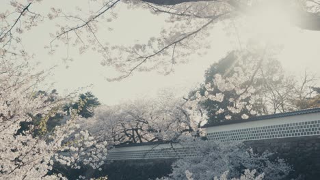 cherry blossoms in full bloom during spring in kanazawa, japan