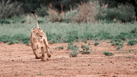 a juvenile lion playfully chases and attacks it's mother in the kalahari of south africa