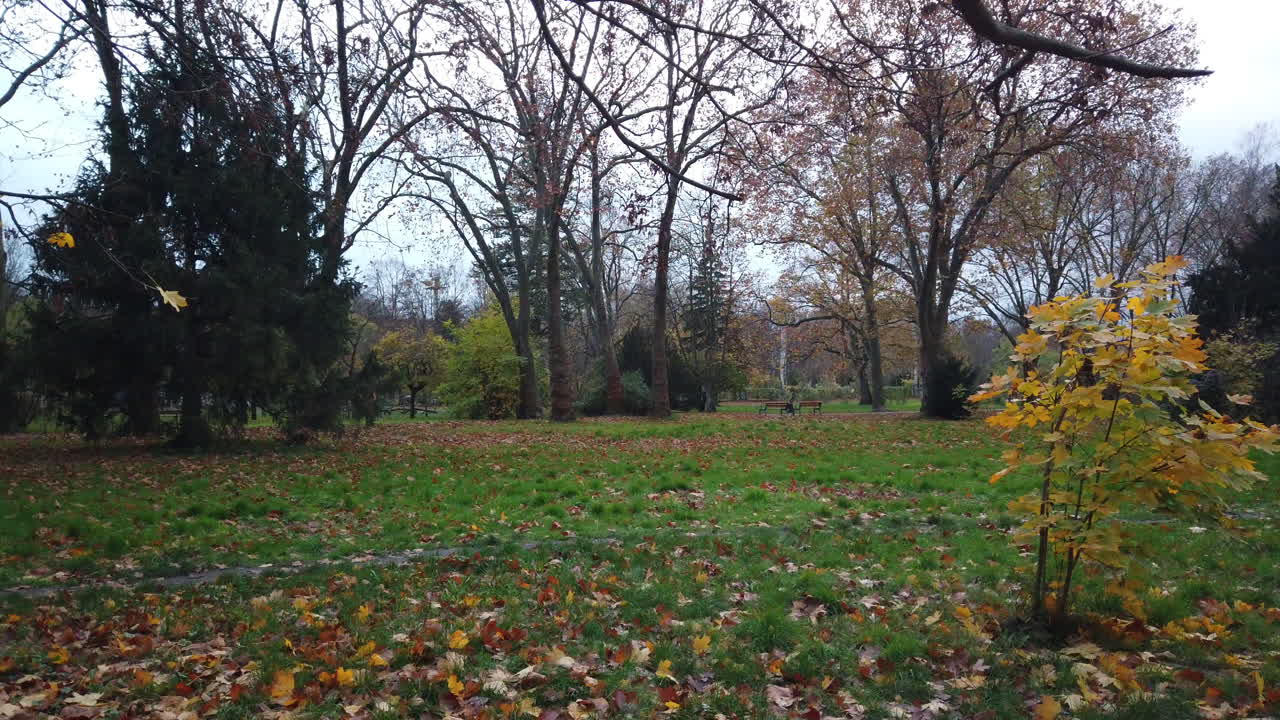 otoño en el parque de berlín hojas cayendo pan ligero 59,94 osmo djii bolsillo 4k 14 segundos