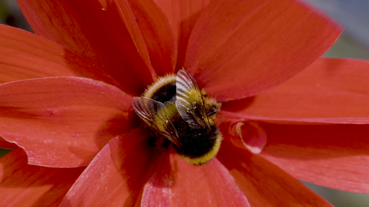 A bumblebee gathers pollen from a vivid red flower in close-up macro shots, with natural daylight and steady camera capturing detailed insect activity