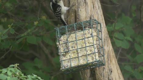 un pájaro carpintero peludo salvaje alimentándose de un comedero para pájaros sebo